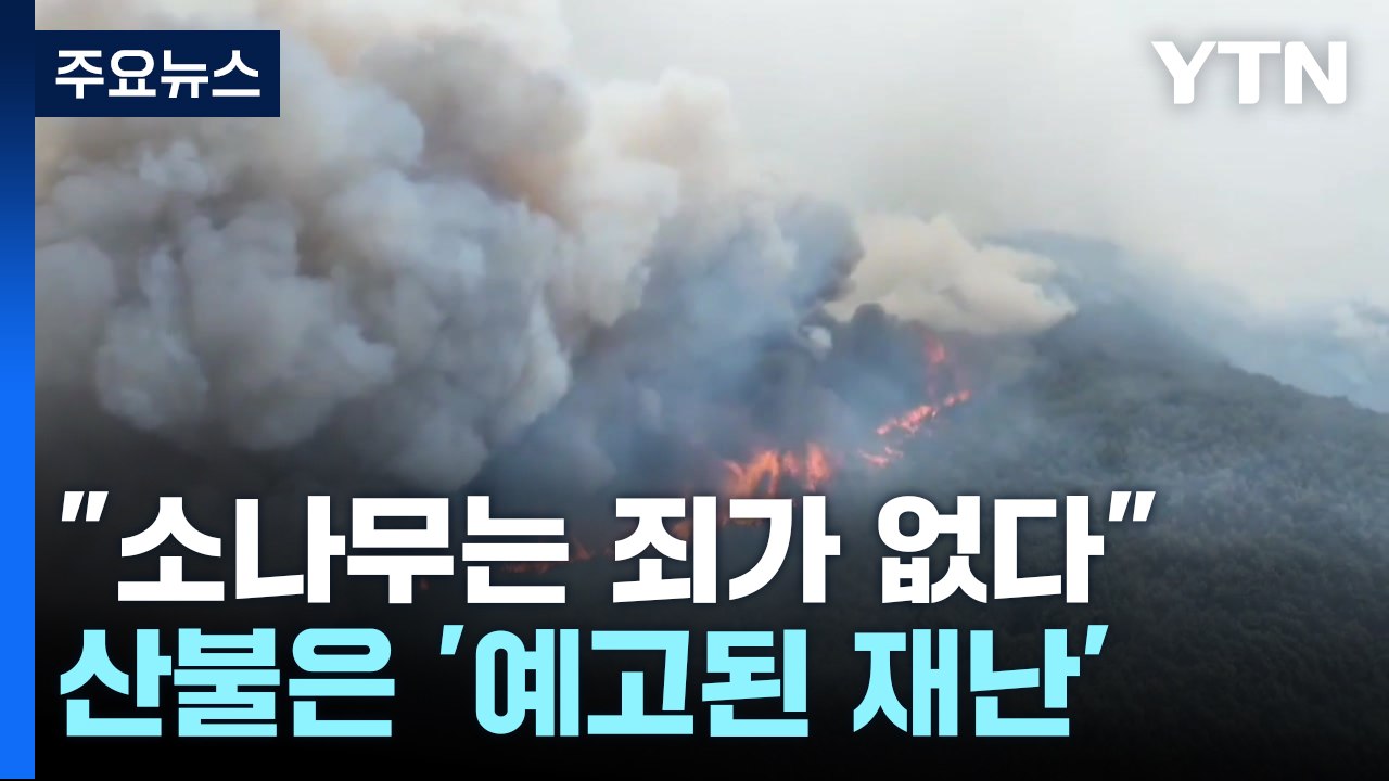 "소나무는 죄가 없다"...산불은 '예고된 재난' / YTN
