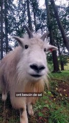 Pourquoi on déplace ces chevres en hélicoptère ?