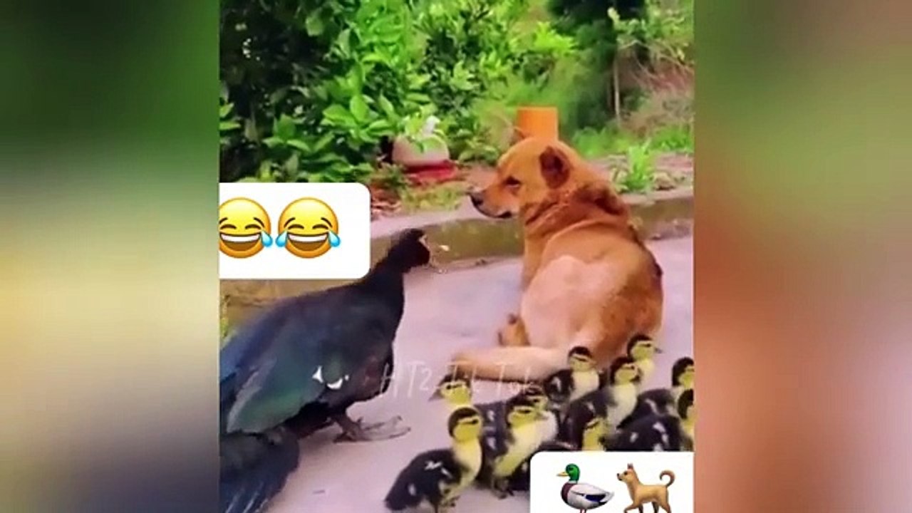 Funny Videos! Try Not To Laugh Challenge 😂