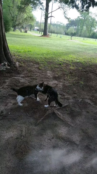 WWE Cats 1