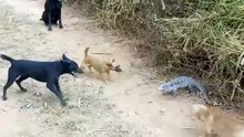 Wonderful.! See how giant Lizard fight with 7 dogs. The powerful lizard