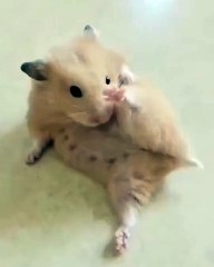 🐹 Unleash the adorable charm of **Hamsters**! 🐹 In this video, we dive in