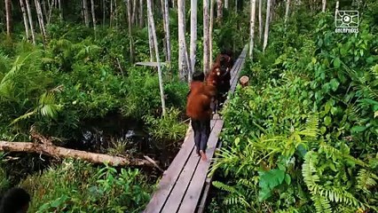 Dzikie z natury | movie | 2011 | Official Trailer