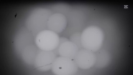 Feminism equals homosexuality