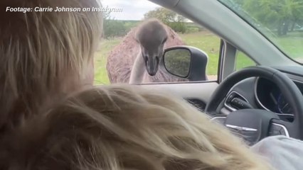 Blimey! Former UK prime minister Boris Johnson attacked by ostrich