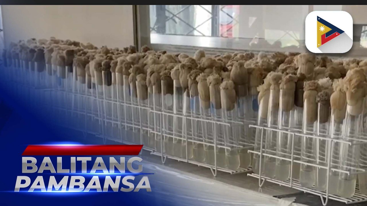 Research center sa Benguet, gumagamit ng teknolohiya sa produksyon ng planting materials at root crops