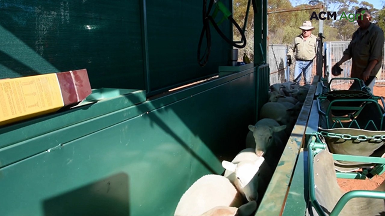 Holland Stocklift can help farmers mark upwards of 1000 lambs a day