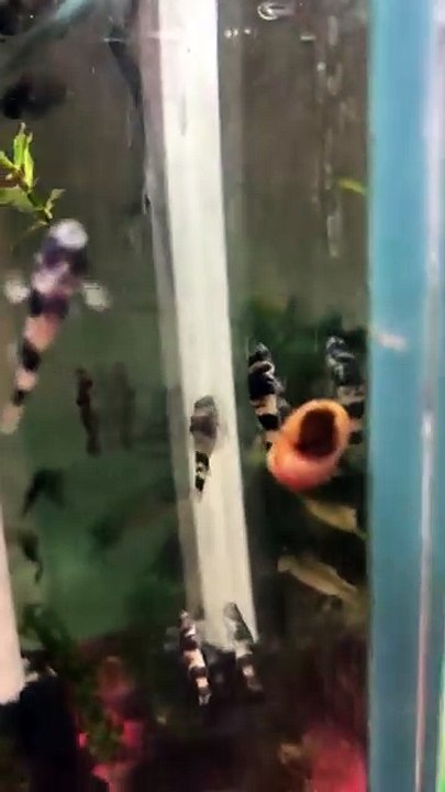 Aquarium 28