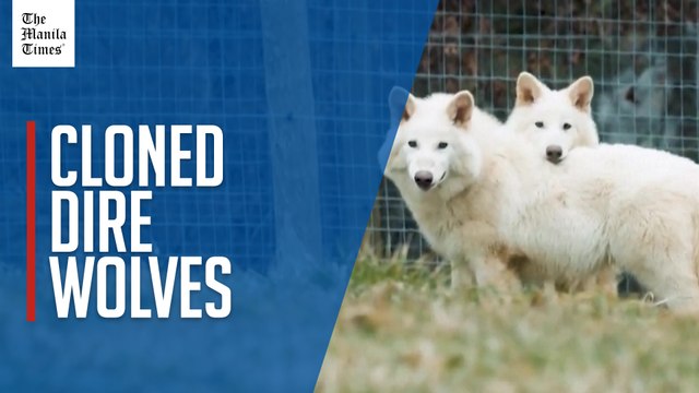 Researchers claim to have revived long-extinct dire wolf species