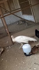 Mesmerizing White Peacock in Full Display – Zoo Encounter!
