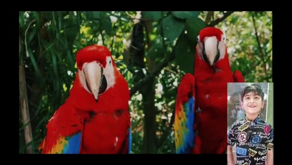 Cute Baby Animals 🐻 4K - Relaxation Film with Peaceful Relaxing Music and Animals Video Ultra  PART 8