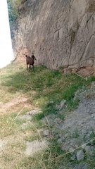 #Entrtainment#shortvideos#funyvideos#shortfuny#shortdalymotion# kashmirvilog#