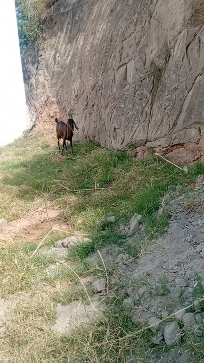 #Entrtainment#shortvideos#funyvideos#shortfuny#shortdalymotion# kashmirvilog#