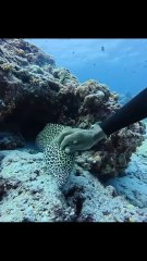 Un buzo acaricia una morena como si fuera su perro y el video causa furor