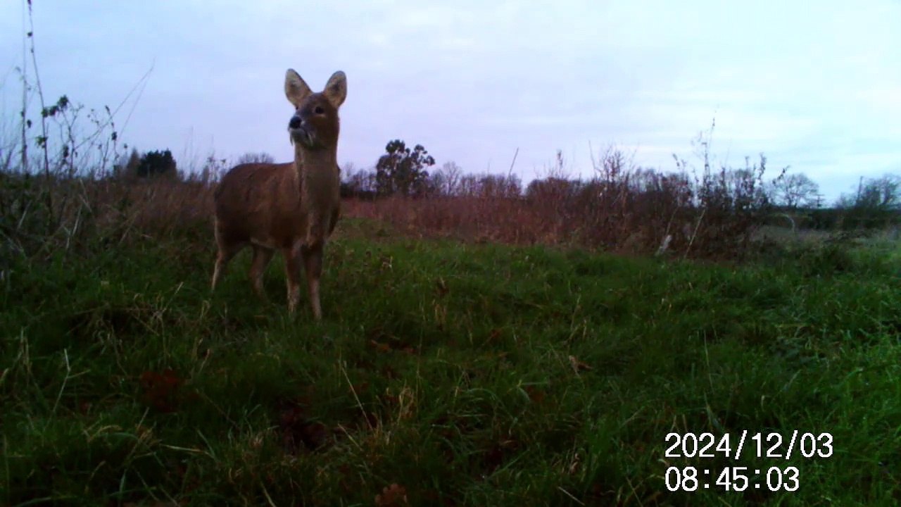 2024 vampire deer