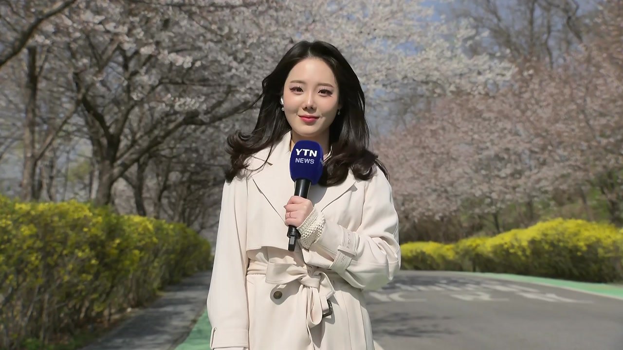 [날씨] 완연한 봄기운에 벚꽃 '활짝'...내일 전국 곳곳 단비 / YTN