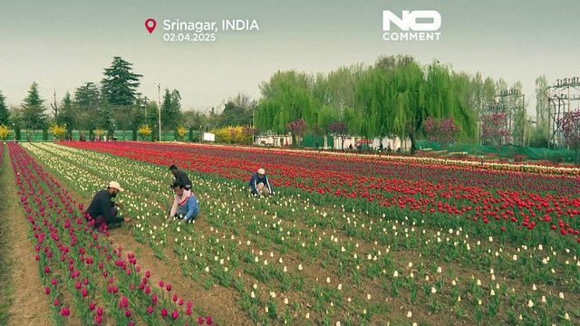 No Comment : le plus grand jardin de tulipes d'Asie se fane sous la chaleur printanière
