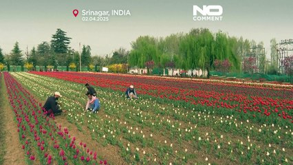No Comment : le plus grand jardin de tulipes d'Asie se fane sous la chaleur printanière