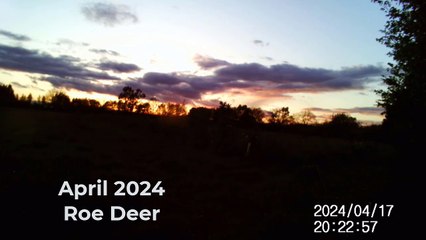 Roe Deer during April, 2024