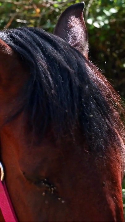 This Saved My Horse’s Life 🐴💔❤️ (Every Horse Owner Needs to Know!)
