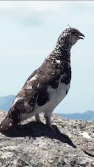 All. video about birds life and hunting birds etc