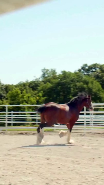 The Secret That Keeps Racehorses Running Pain-Free 🐎💥 | Every Second Counts!