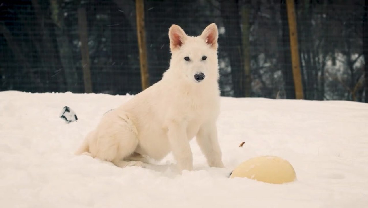 Watch: First dire wolf’s howl for 10,000 years...
