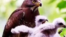 All. video about birds life and hunting birds etc