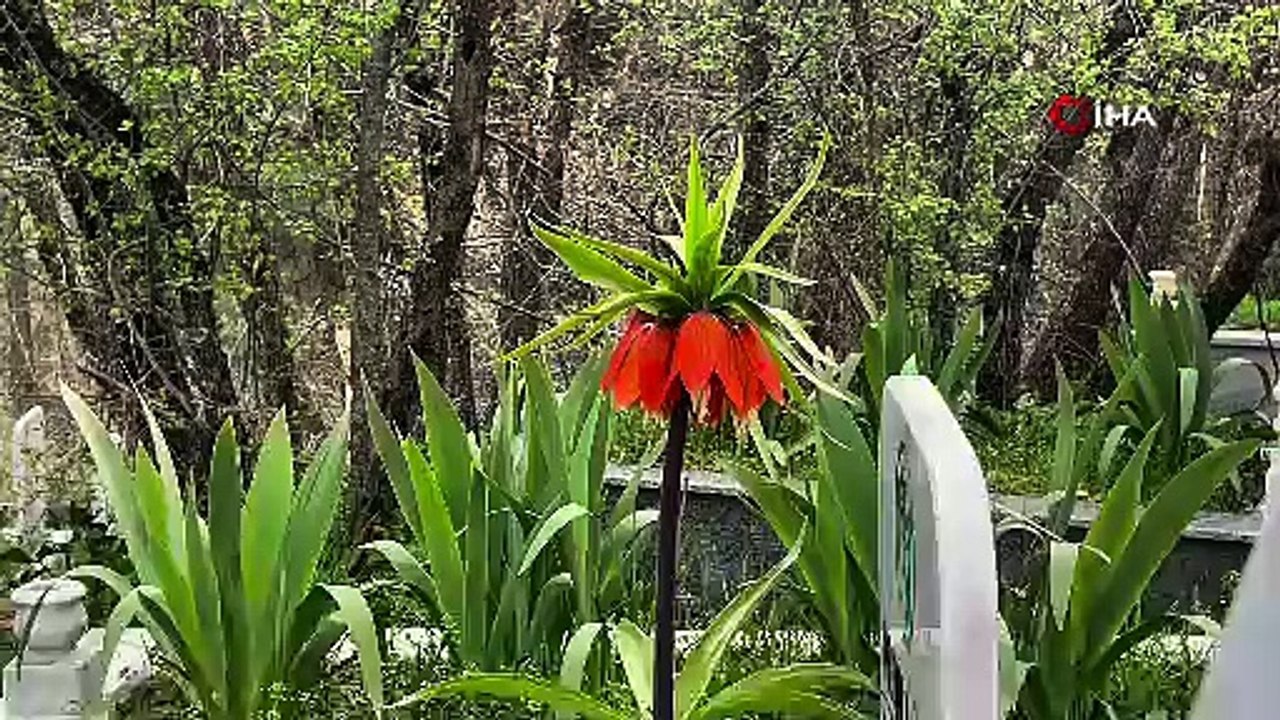 Güzelliğiyle büyülüyor! Koparmanın cezası dudak uçuklatıyor