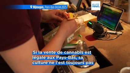 Les Pays-Bas testent la production légale de cannabis