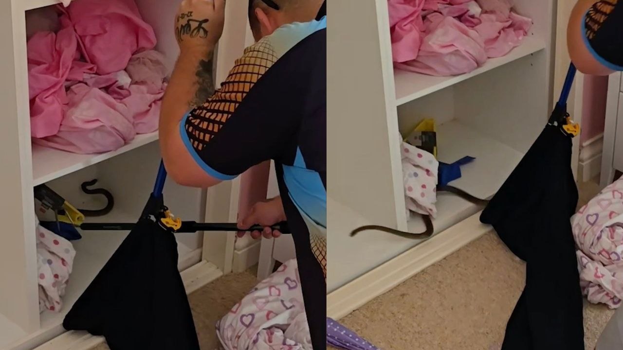 Die zweitgiftigste Schlange der Welt wurde im Schlafzimmer eines Mädchens gefangen