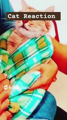 __cat reaction at treatment__ #catlover #cute #shorts @Star_14672