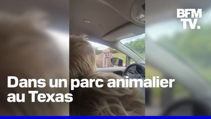 En vacances en famille, Boris Johnson se fait picorer par une autruche