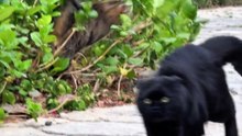 All. video about birds life and hunting birds etc