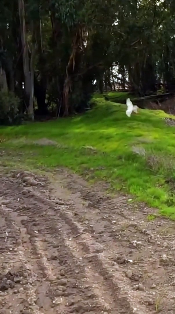 ⁣virals animals video #short #pets #viralvideo