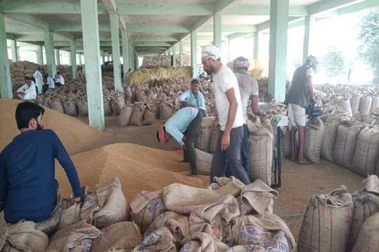 मंडियों में भाव मिल रहा है कम,- समर्थन मूल्य केन्द्र का रुख कर रहे किसान