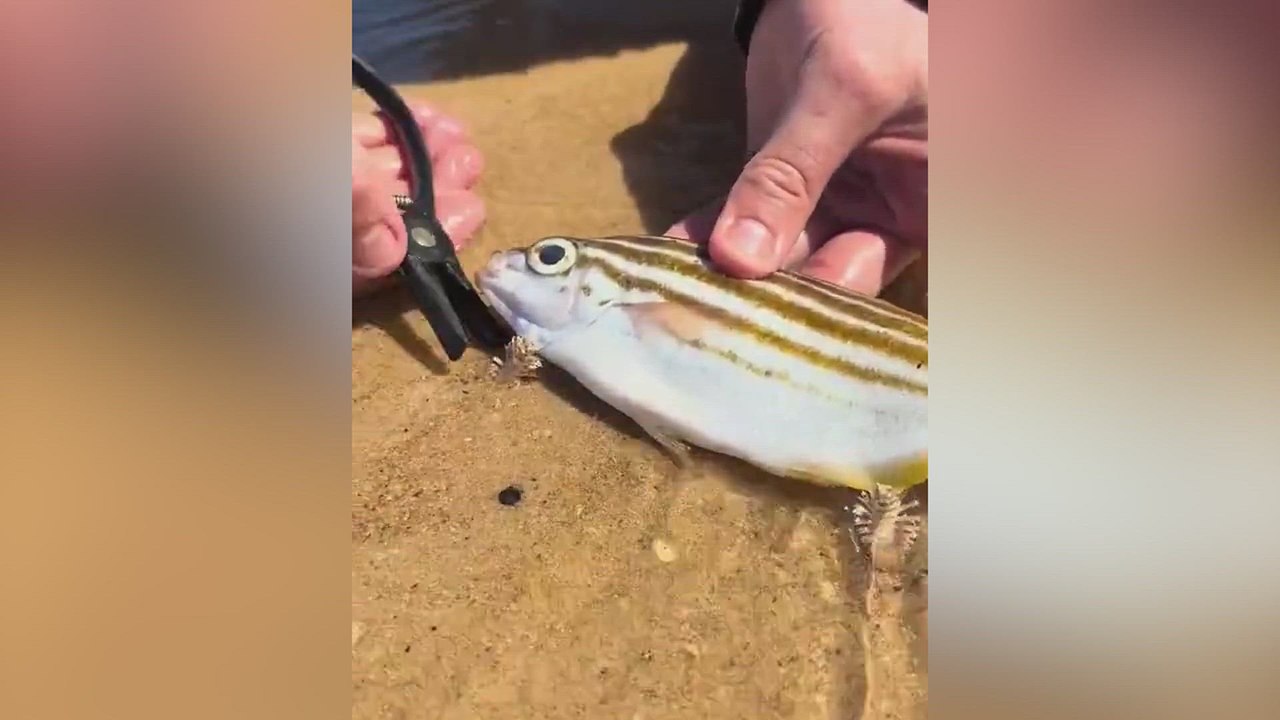 El animal que atemoriza en las playas de Australia: pese a todo es inofensivo