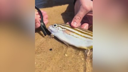 El animal que atemoriza en las playas de Australia: pese a todo es inofensivo