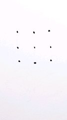 dots drawing rose flower drawing