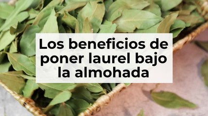 Los beneficios de poner laurel bajo la almohada