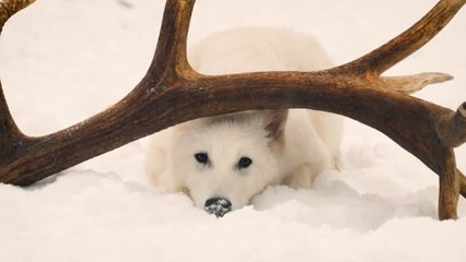 'Reviven' al lobo huargo de la Casa Stark en 'Juego de Tronos', extinto hace 13.000 años