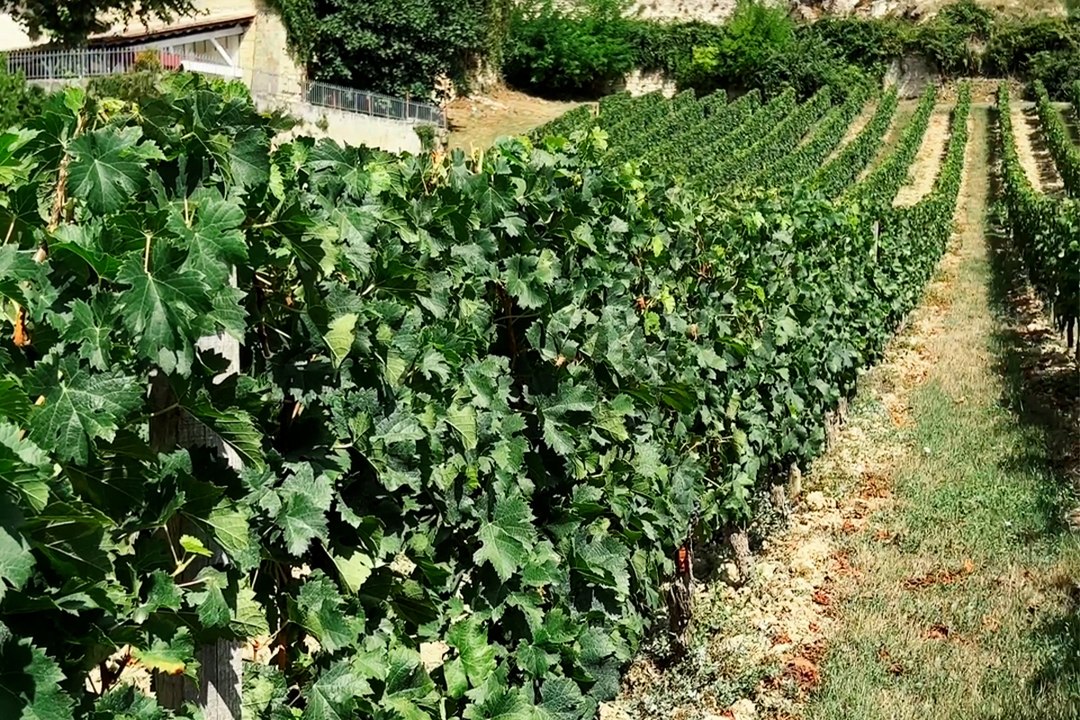 La semaine des Primeurs de Bordeaux, qu’est-ce que c’est ?