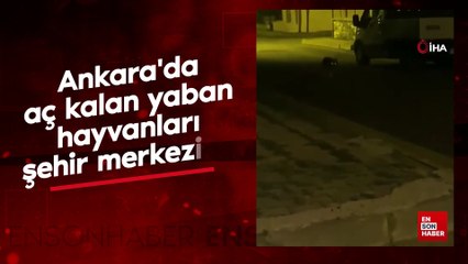 Ankara'da aç kalan yaban hayvanları şehir merkezine indi