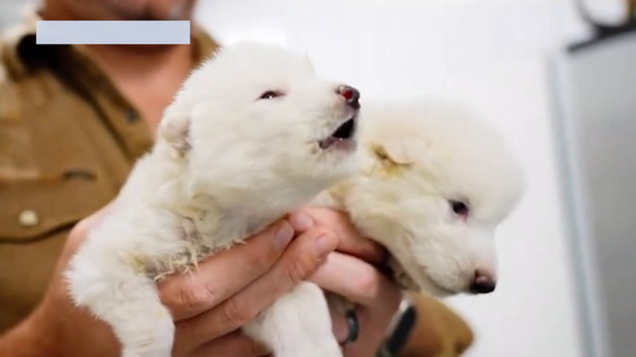 Game of Thrones' dire wolf brought back from extinction