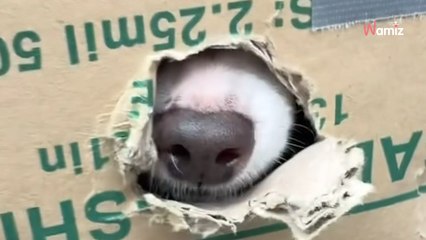 Il transporte des « cartons à trous » : le refuge doit négocier pour sauver ce qui se cache à l'intérieur (vidéo)