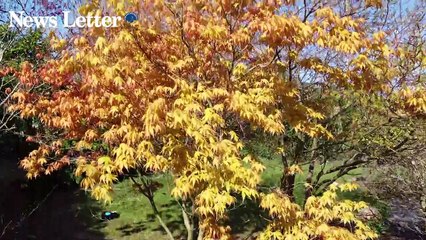 Springtime colours near Banbridge, Co Down