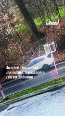 Un arbre s'écrase sur sa voiture, elle s'en sort par miracle
