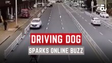 Dog spotted on camera driving a car in China