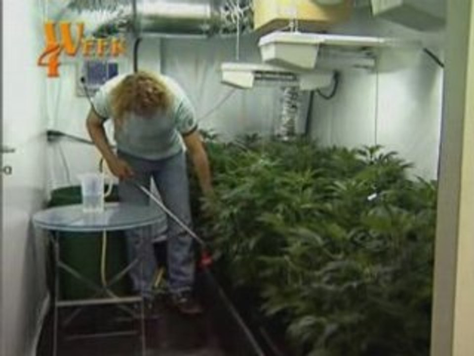 cannabis indoor