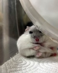 🎉 Welcome to the ultimate world of **Hamsters**! 🐹 In this adorable video